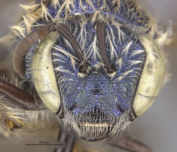 Media type: image;   Entomology 32618 Aspect: head frontal view